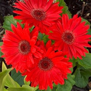 🌻 LETS GO SHOPPING 🛍️